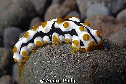 safety first - a juvenile sea cucumber dressed as a toxic... by Andre Philip 